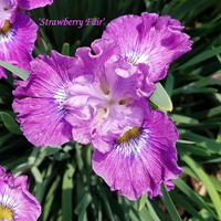 SIB Strawberry Fair Lilac Garden